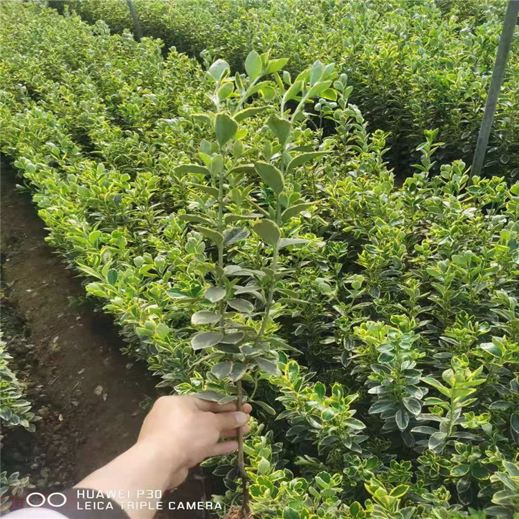 山东金边黄杨基地 金边黄杨价格 盆栽金边黄杨大量供应 江瑞园艺直批