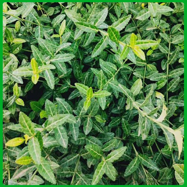 扶芳藤种植基地 扶芳藤幼苗价格 山东扶芳藤