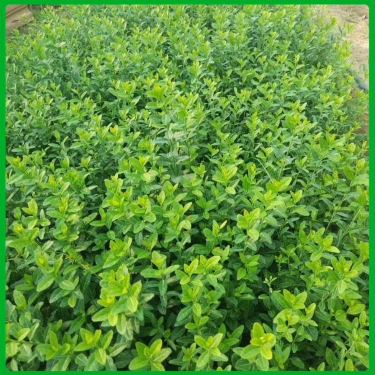 扶芳藤 绿篱护坡用 山东扶芳藤种植基地