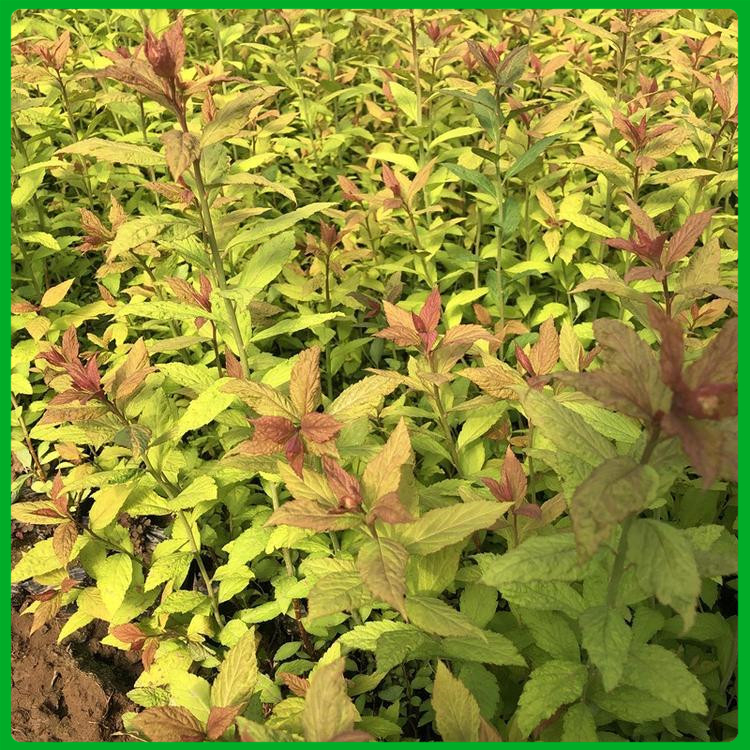 绣线菊 产地供应 山东绣线菊行情
