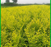 金叶榆种植基地 价格从优 青州金叶榆