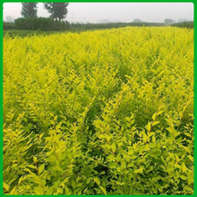 金叶榆种植基地 价格从优 青州金叶榆