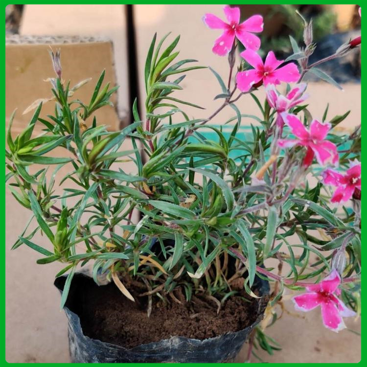 自产自销 芝樱小苗 一二年生草花 丛生福禄考供应