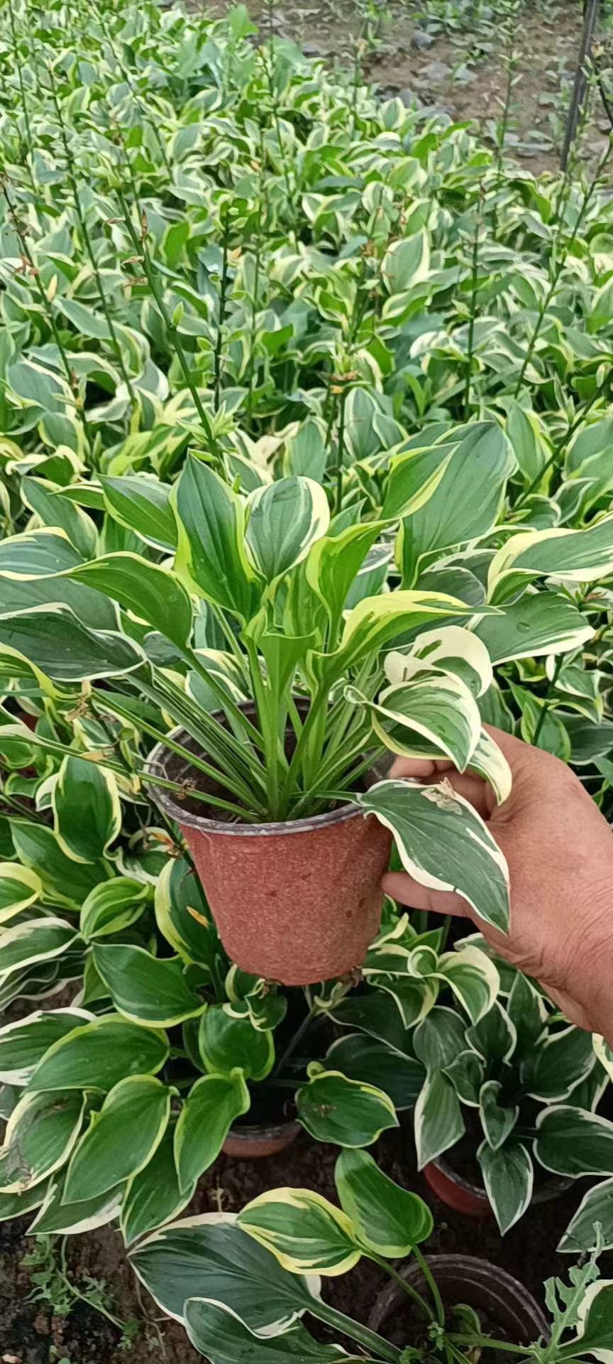 金边玉簪价格   金边玉簪批发   青州玉簪种植基地    草花基地