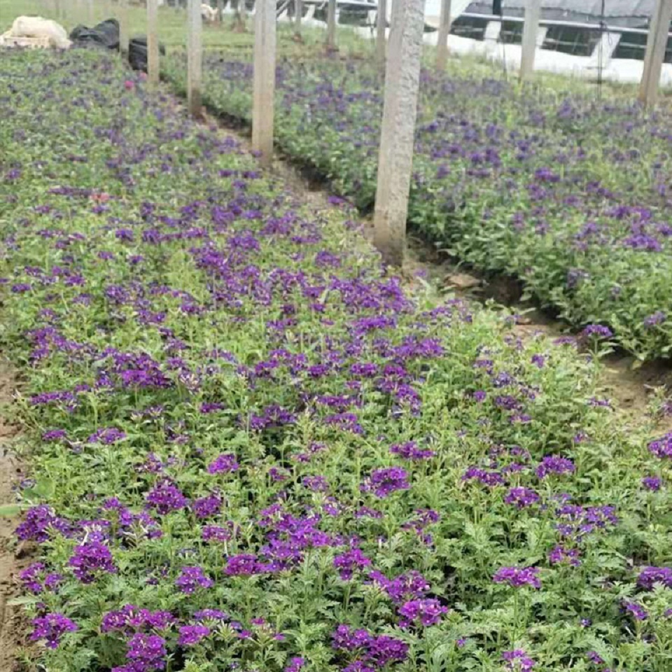 耐寒美女樱 基地供应 山东草花 美女樱种植基地
