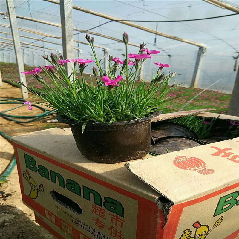青州欧石竹小杯苗 欧石竹穴盘苗基地 花期长的植物