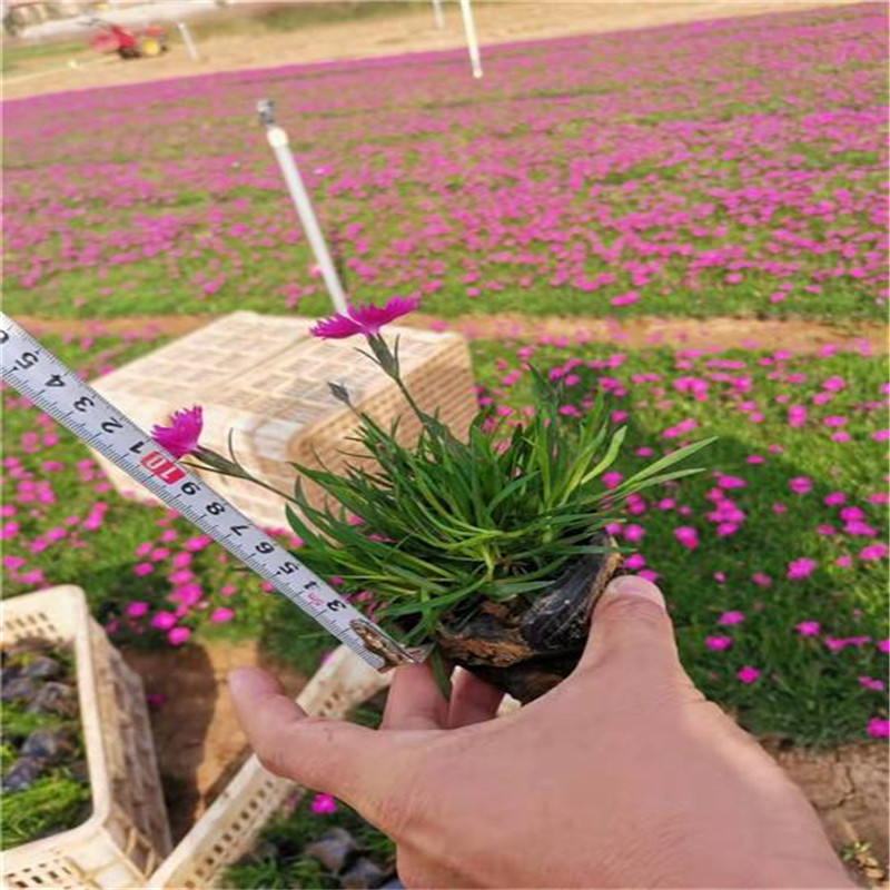 青州欧石竹小苗 欧石竹育苗基地 耐寒耐旱植物