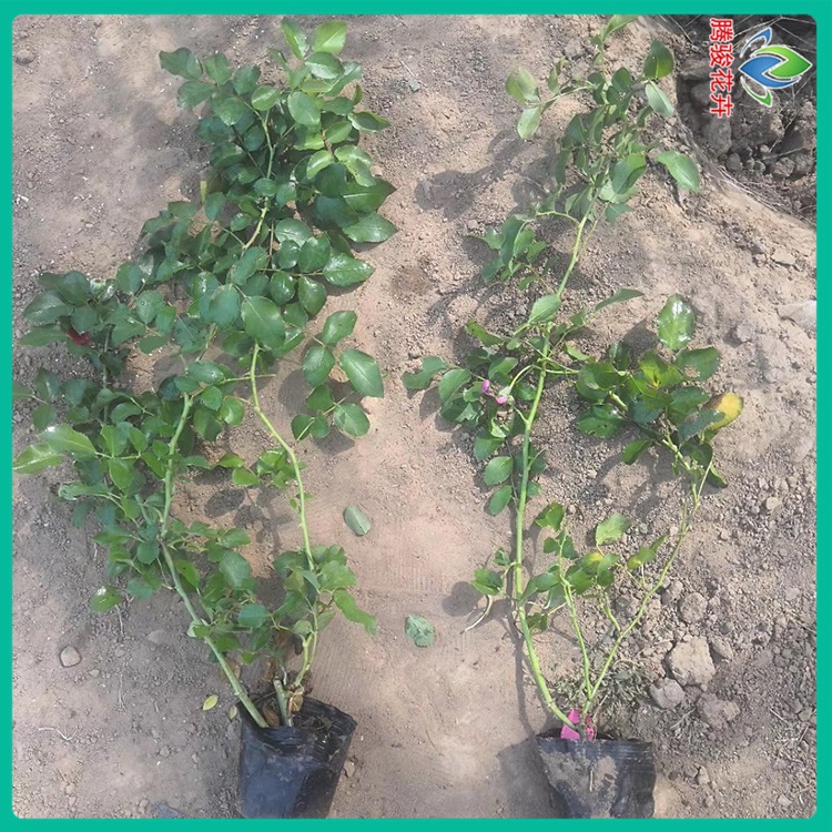 蔷薇 青州月季蔷薇培育基地 蔷薇小苗批发商家