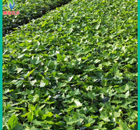 青州苗圃基地直供 常青藤批量发货 开春预定好苗 常青藤