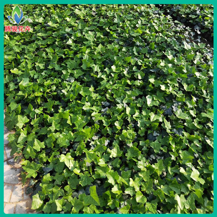 开春预定好苗 小皮碗常春藤 山东绿化植物种植基地 常青藤小苗批发