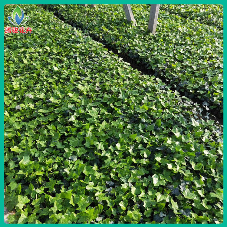青州绿化植物小苗批发 常青藤定购 基地供应 常春藤杯苗