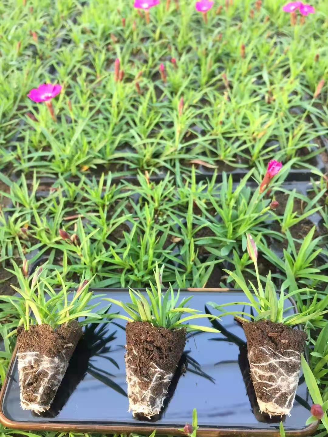 欧石竹穴盘苗批发基地