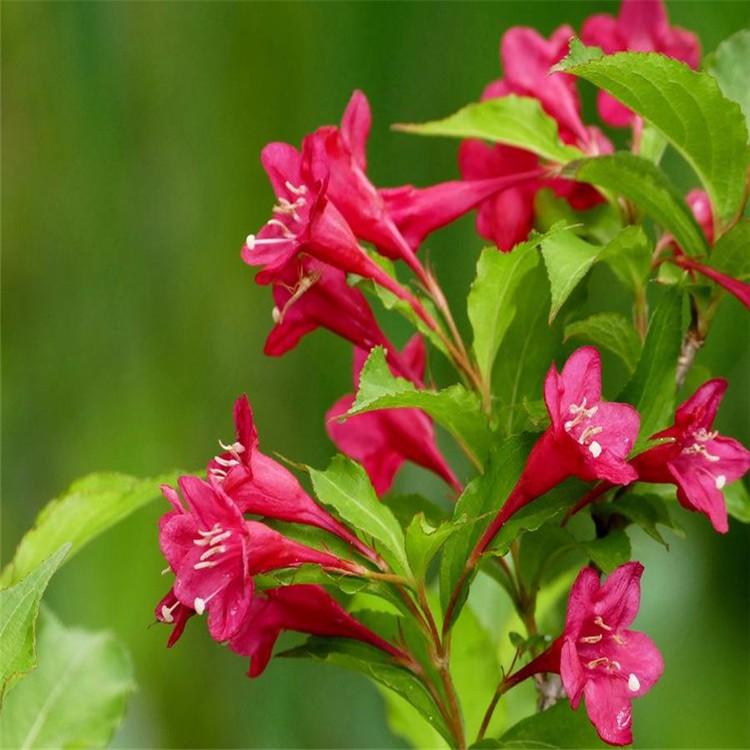 红王子锦带价格 锦带花