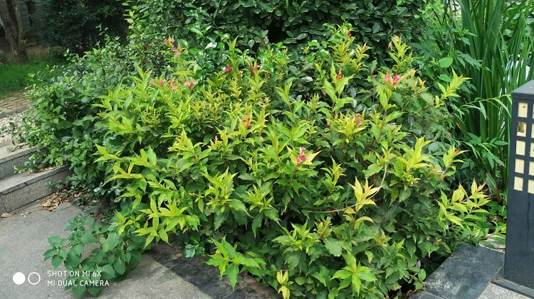 红王子锦带花批发