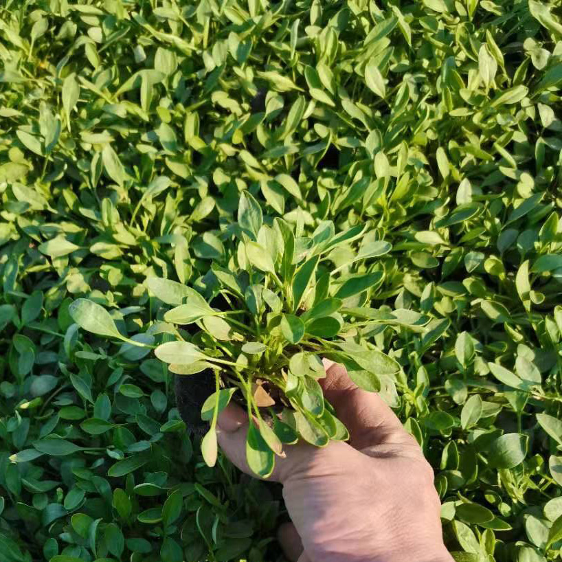 青州盆栽金鸡菊 基地直售金鸡菊小苗价格