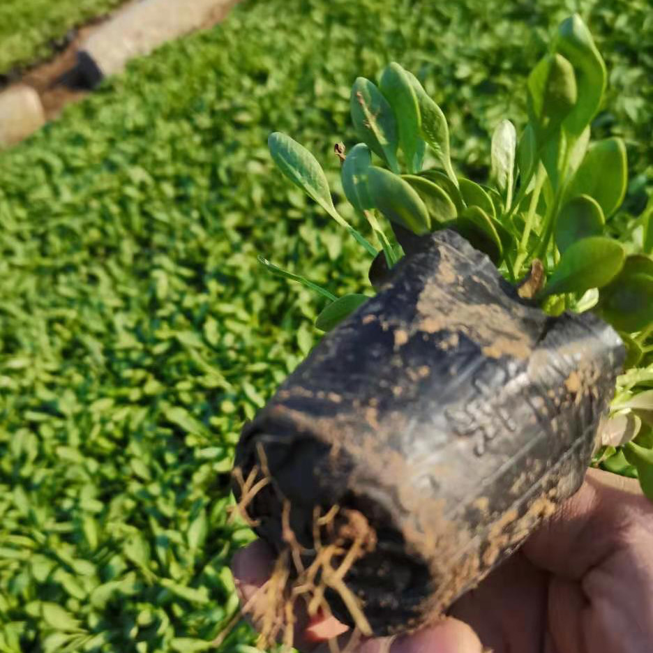 花卉摆租金鸡菊 金鸡菊种植基地 长期供应