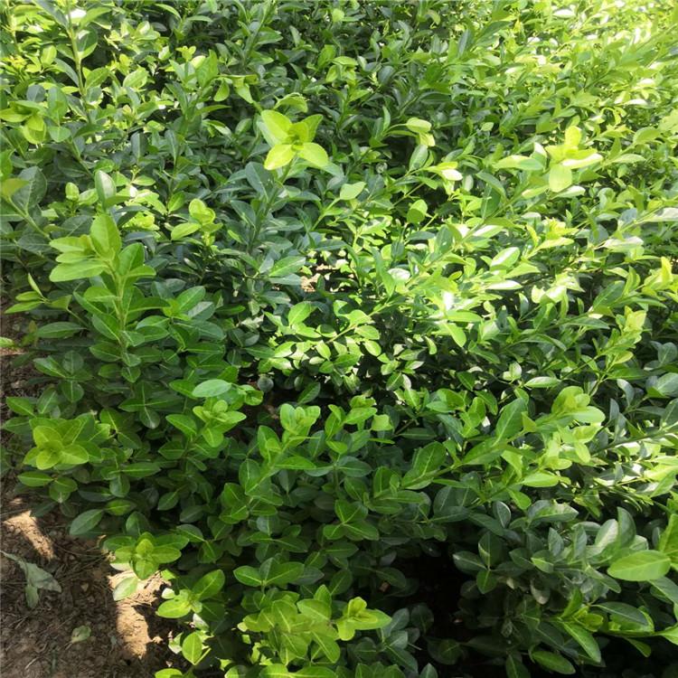 卫矛小苗 青州卫矛培育基地