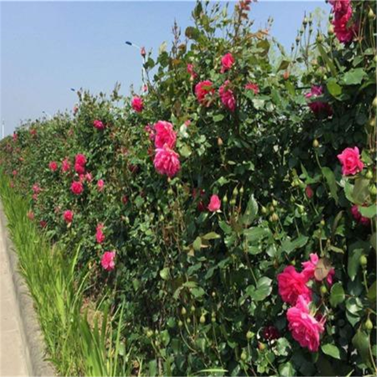 藤本月季小苗 来鑫花卉 苗圃供应 青州藤蔓月季