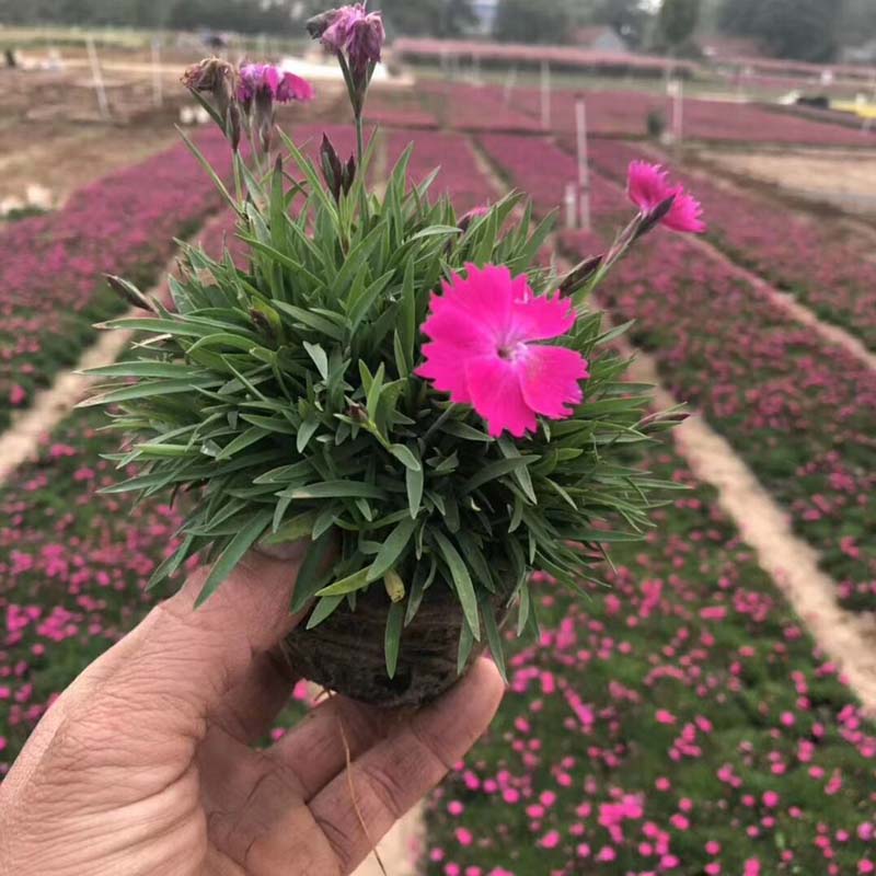 观赏欧石竹批发商 苗圃直供优良欧石竹
