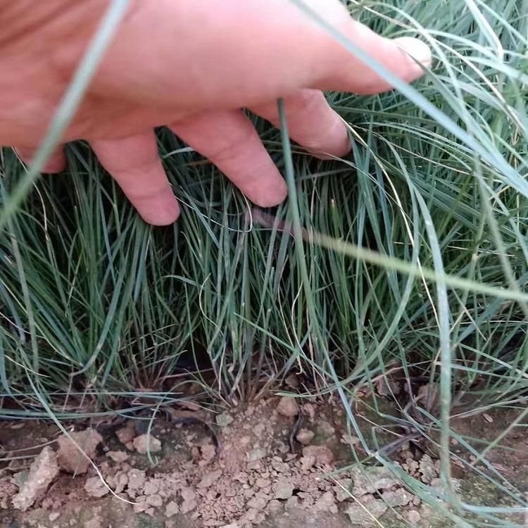 粉黛乱子草批发商 粉黛乱子草小苗供货商
