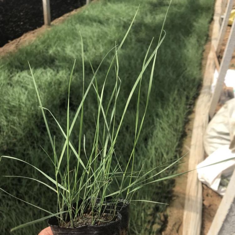 粉黛乱子草出售 粉黛乱子草小苗价格