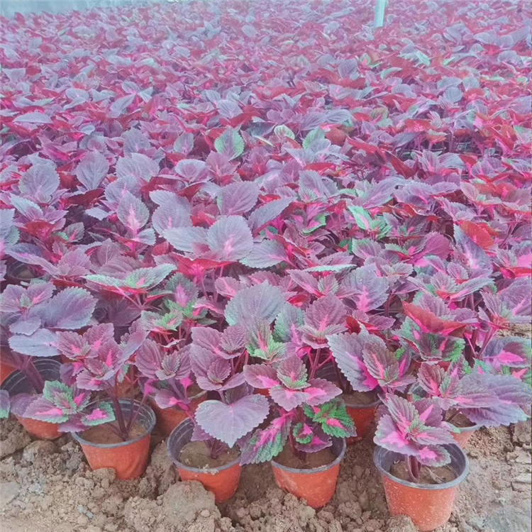 彩叶草 青州草花 价格从优 彩叶草基地