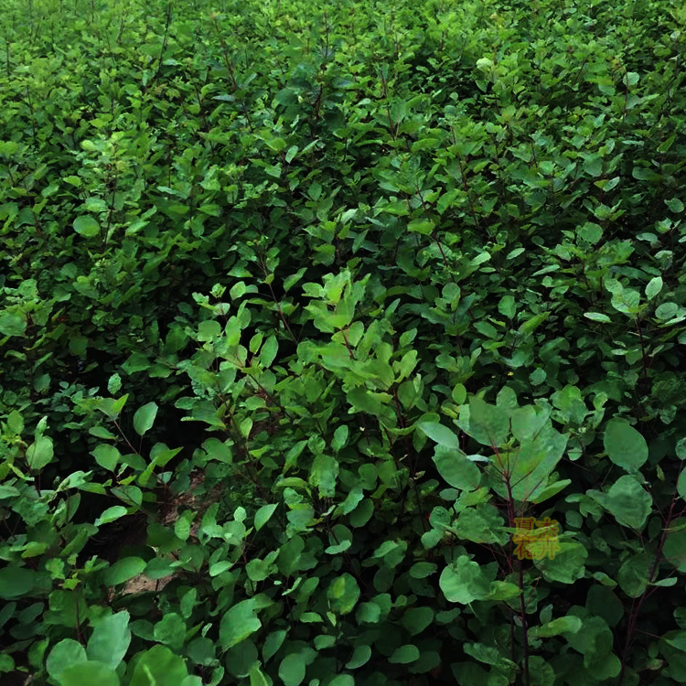 黄栌小苗 黄栌价格 黄栌种植基地 