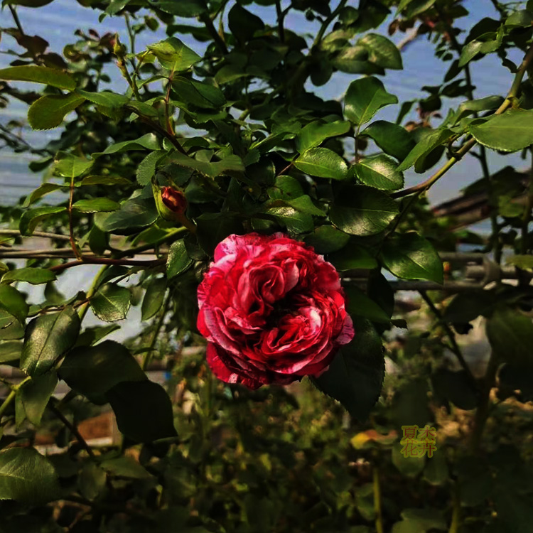 蔷薇批发价格 蔷薇供货商 夏杰花卉