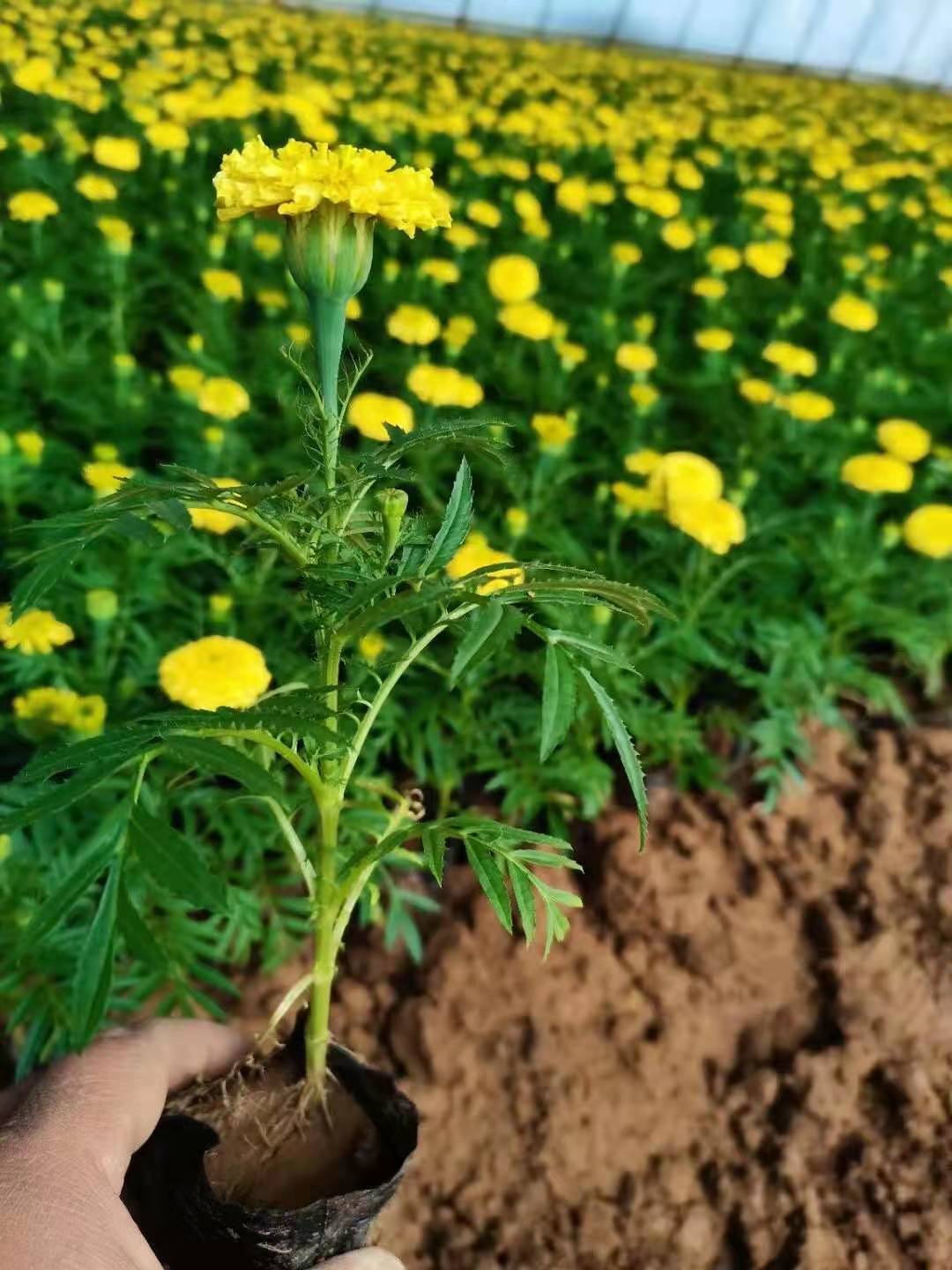 万寿菊