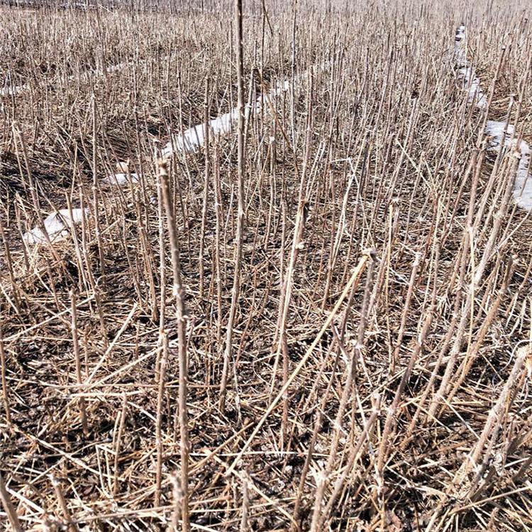 刘家苗圃刺嫩芽苗基地批发 出售价格便宜的刺嫩芽苗 