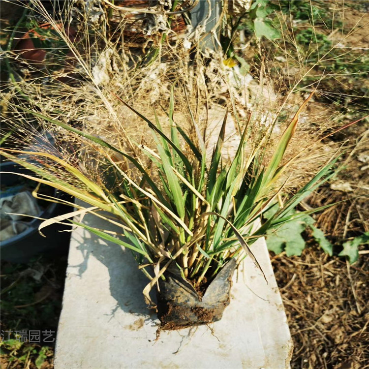 画眉草 画眉草基地 山东青州画眉草价格 江瑞园艺画眉草批发