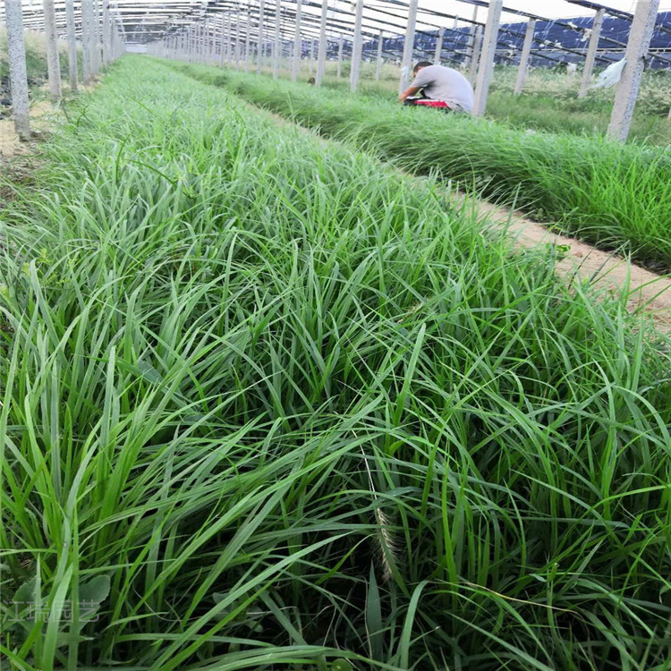 山东狼尾草价格 青州狼尾草基地 观赏草品种 江瑞观赏草
