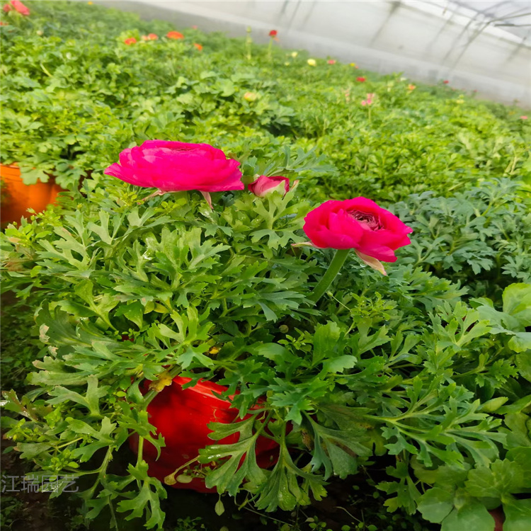 芹叶牡丹行情 芹叶牡丹花期 山东青州芹叶牡丹价格 江瑞花卉