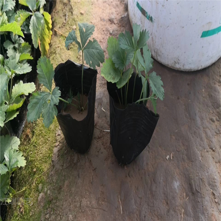 三叶委陵菜批发 营养钵三叶委陵菜基价格 三叶委陵菜培育基地 江瑞花卉大量供应