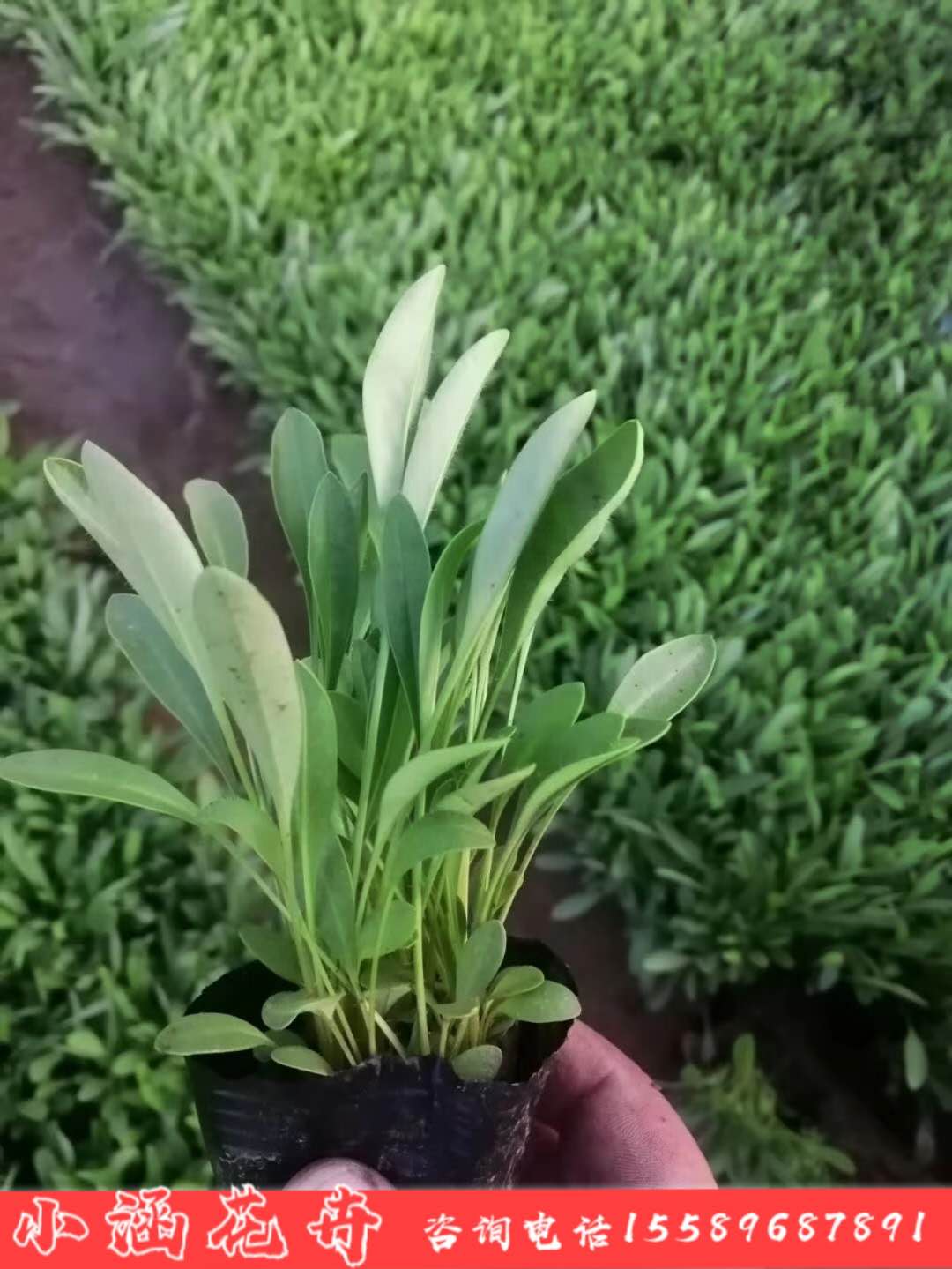 大花金鸡菊 金鸡菊基地直销 金鸡菊价格