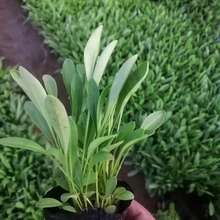 大花金鸡菊 金鸡菊基地直销 金鸡菊价格