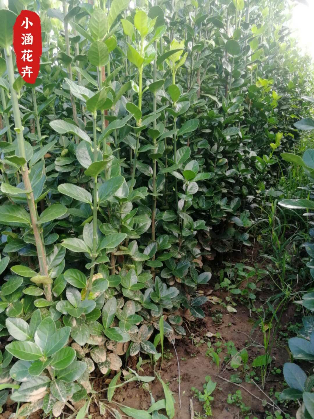 青州北海道黄杨 北海道黄杨预售 北海道黄杨批发