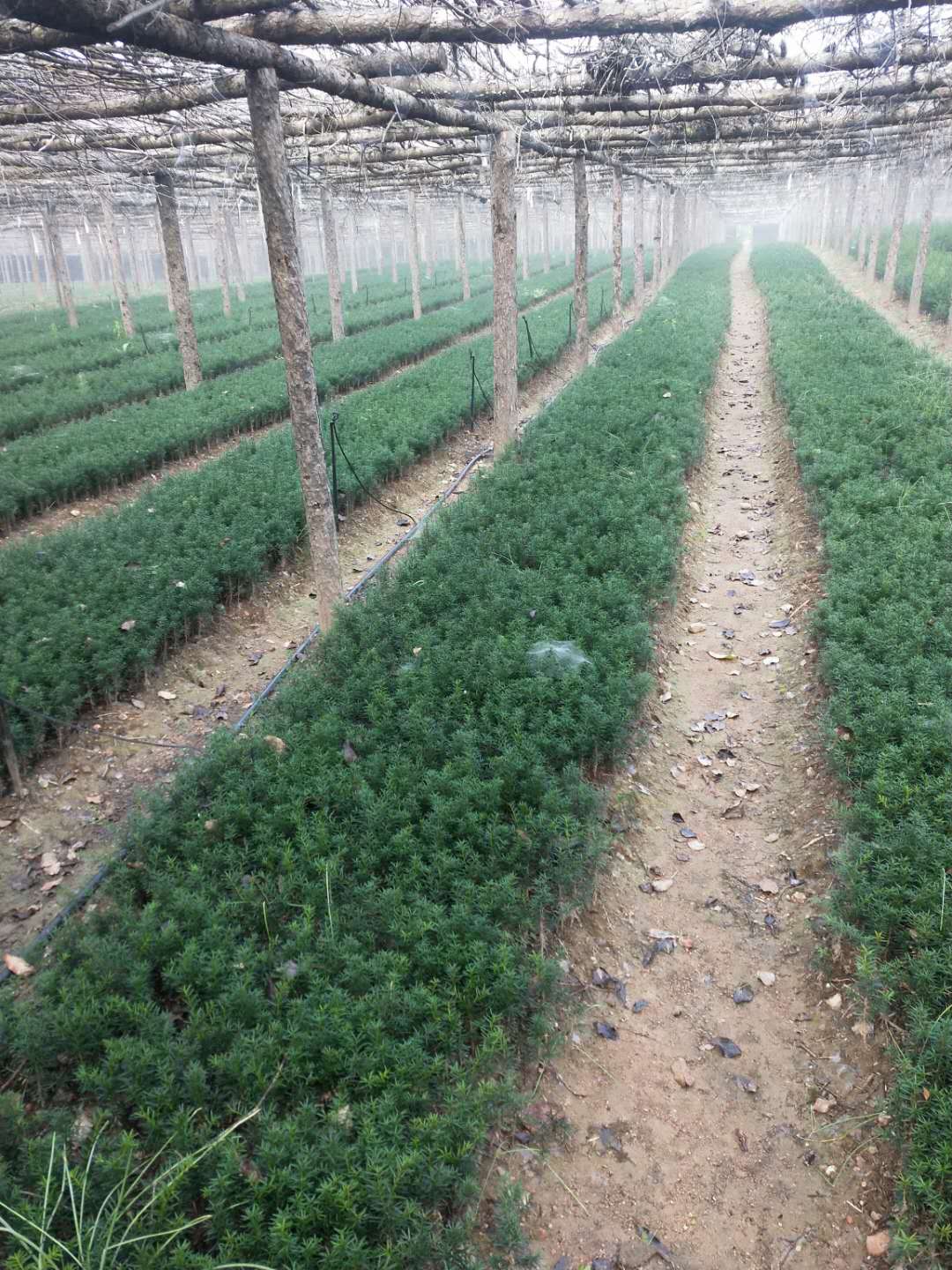 存活率高的红豆杉苗在线订购 刘家苗圃红豆杉苗价格咨询 大量批发红豆杉苗