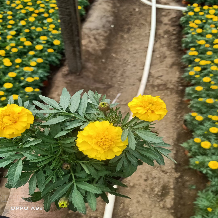 孔雀草批售 青州孔雀草价格 多色孔雀草介绍 特征 欢迎致电咨询
