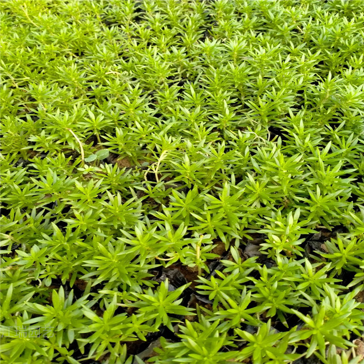 绿叶佛甲草供应 金叶佛甲草种植基地 黄金条价格 江瑞开春预定苗 欢迎选购