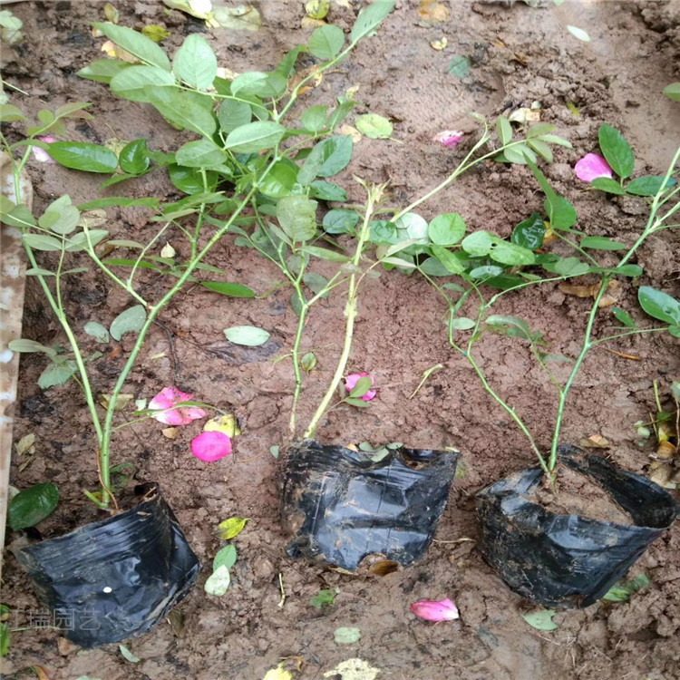 丰花月季批发 山东青州丰花月季基地 多分枝丰花月季价格 江瑞园艺现货供应