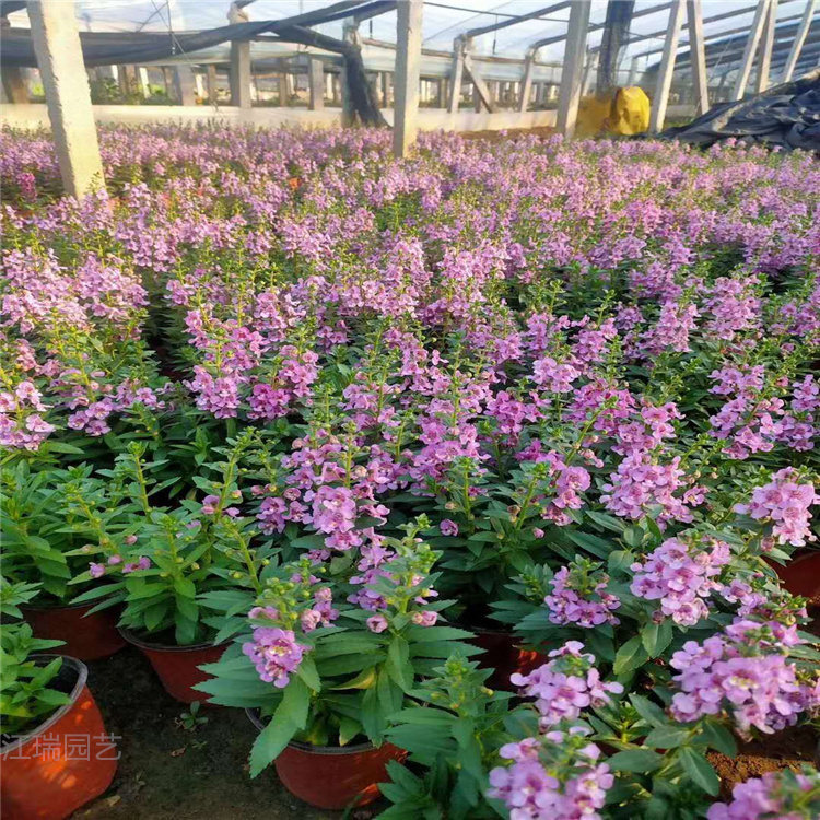 香彩雀种植基地 山东青州香彩雀价格 香彩雀规格全 质量优 江瑞花卉