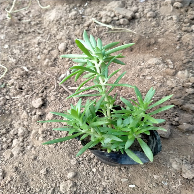 佛甲草批发 金叶佛甲草供应 山东绿叶佛甲草价格 江瑞花卉厂家直供 欢迎致电咨询