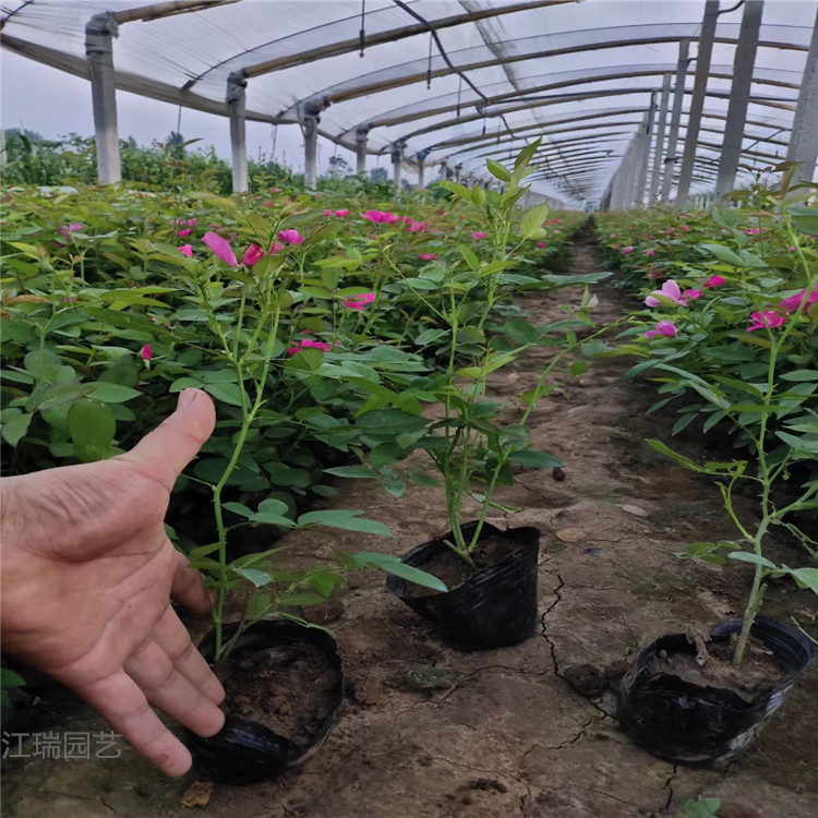 青州丰花月季种植基地 丰花月季盆苗价格 多分枝丰花月季厂家直供