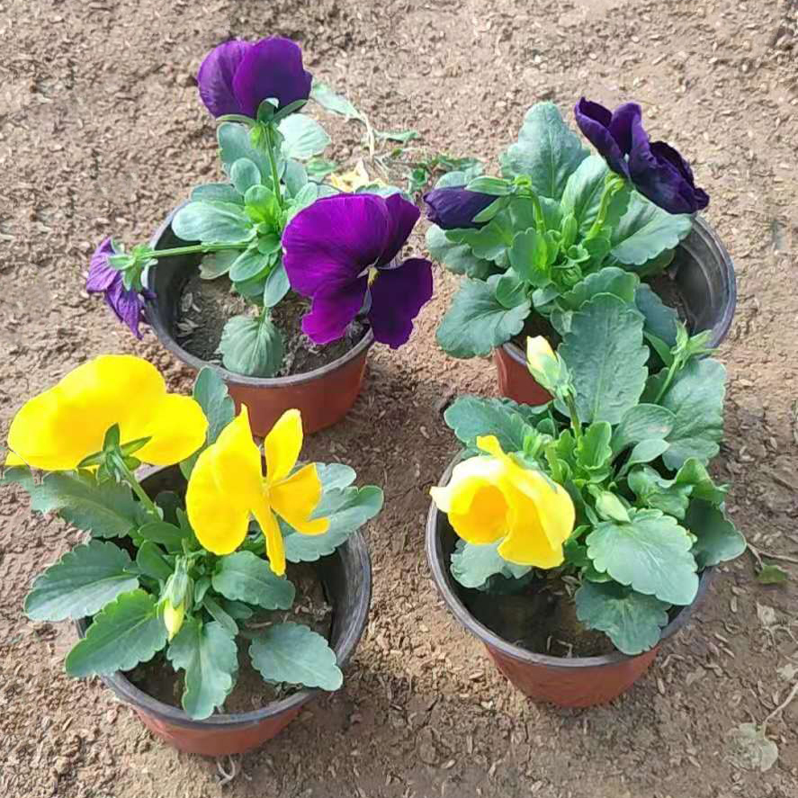 茂刚 盆栽三色堇小苗基地 货源充足