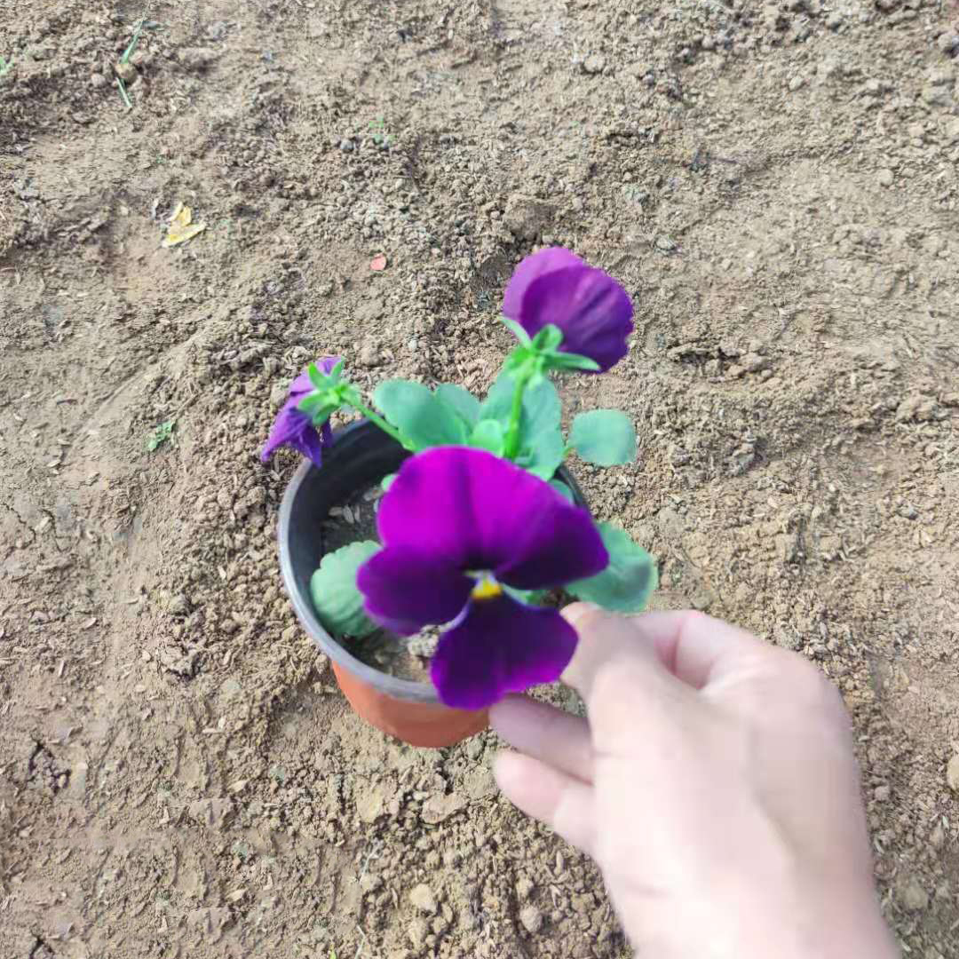 茂刚 耐寒花卉供应 三色堇盆苗价格