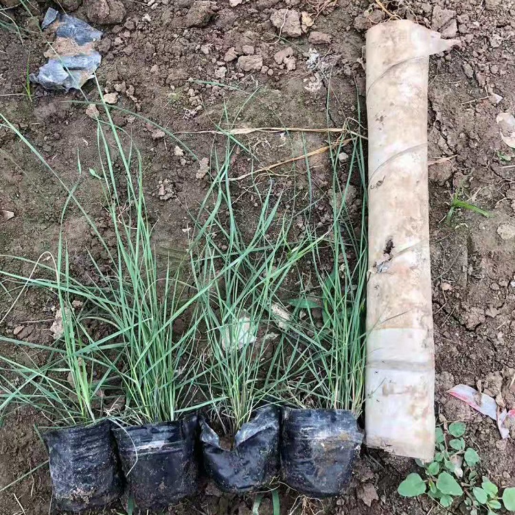 粉黛乱子草销售商 出售粉黛乱子草小苗 花海用苗