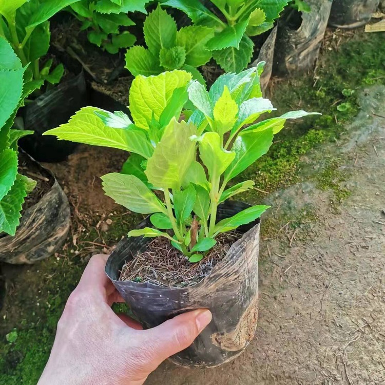 绣球花供应商 长期出售一年生草花 量大从优
