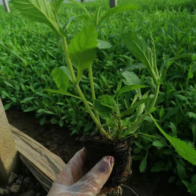 柳叶马鞭草花海用苗 基地批发柳叶马鞭草