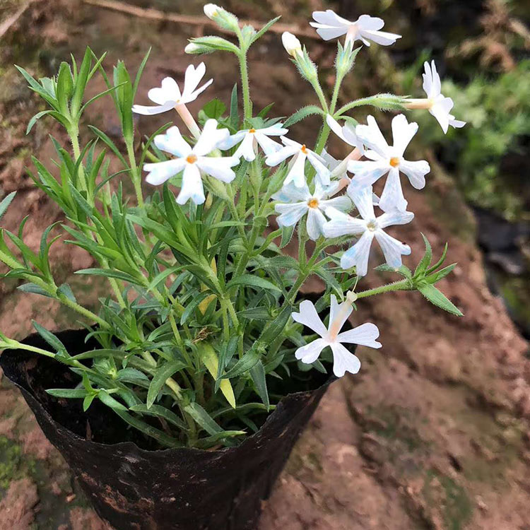 杭州芝樱 芝樱种植基地 欢迎咨询